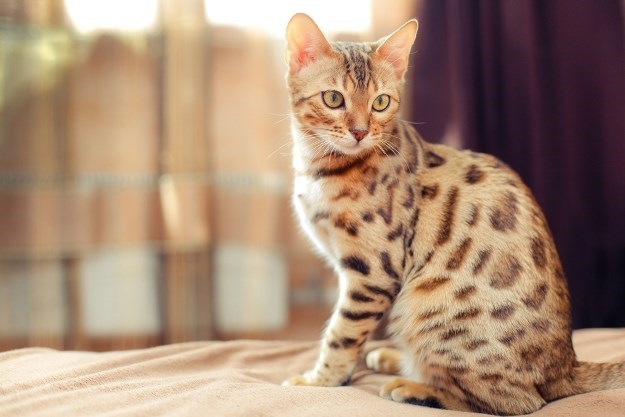 Deset najskupljih pasmina mačaka na svijetu